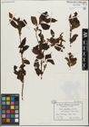 Foto von Salix glandulosa Seemen